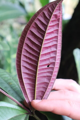 Miconia longifolia