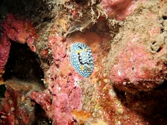 Aldisa albatrossae