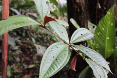 Miconia longifolia