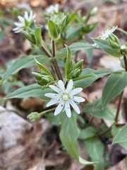 Stellaria pubera