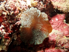 Discosoma nummiforme