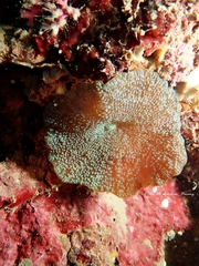 Discosoma nummiforme