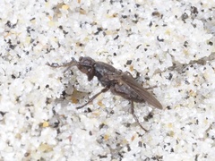 Coelopa