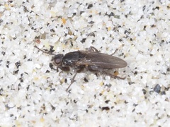 Coelopa