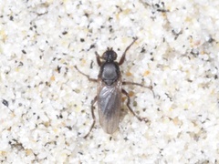 Coelopa
