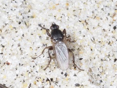 Coelopa