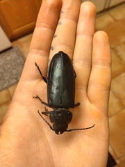 Archodontes melanopus