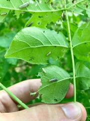 Derospidea brevicollis