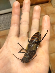 Archodontes melanopus