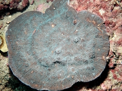 Oxypora lacera