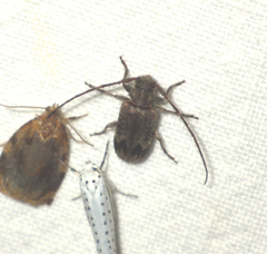 Exocentrus adspersus