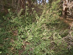 Rhus aromatica aromatica