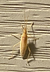 Stenodema trispinosum