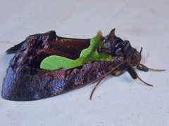 Eudocima kinabaluensis