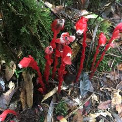 Monotropa coccinea