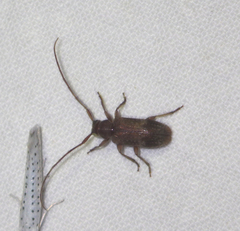 Exocentrus adspersus