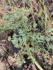 Lomatium papilioniferum
