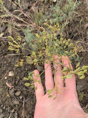 Lomatium papilioniferum
