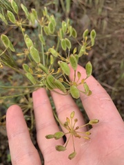 Lomatium papilioniferum