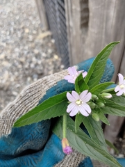 Epilobium ciliatum