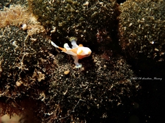 Antennarius maculatus
