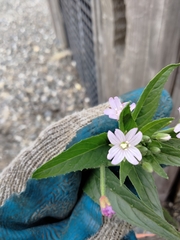 Epilobium ciliatum