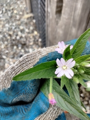 Epilobium ciliatum