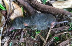 Blarina carolinensis