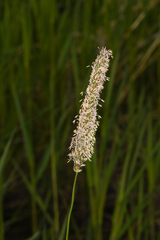 Alopecurus arundinaceus