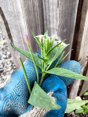Epilobium ciliatum