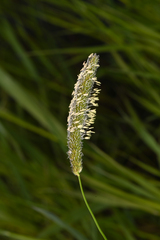 Alopecurus arundinaceus