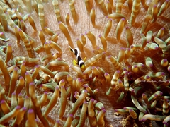 Amphiprion