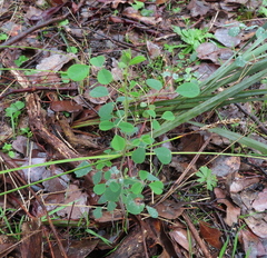 Goodia medicaginea