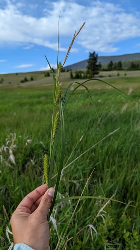Wheat sedge (Carex atherodes)