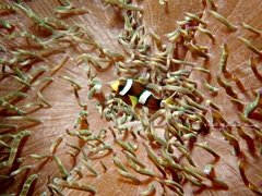 Amphiprion