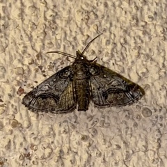 Paectes abrostolella