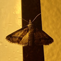 Paectes abrostolella