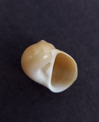 Notocochlis subcostata