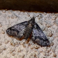 Paectes abrostolella