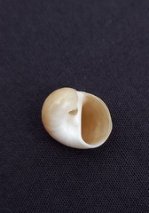 Notocochlis subcostata