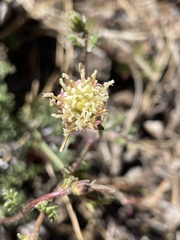 Chaenactis douglasii douglasii