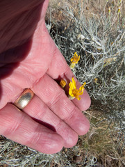 Senecio flaccidus flaccidus