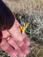 Senecio flaccidus flaccidus