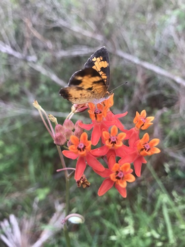 Pearl Crescent photographed in Florida
