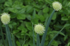 Allium altaicum