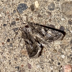 Ulolonche orbiculata