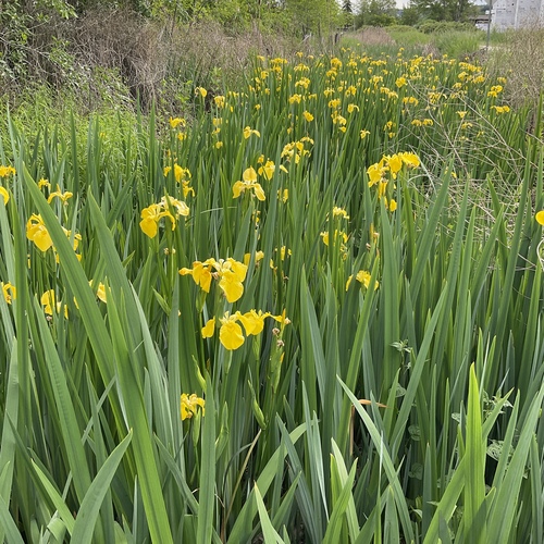 Iris pseudacorus