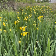Iris des marais (Iris pseudacorus) — photo 2
