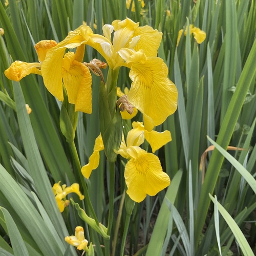 Iris pseudacorus