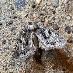 Ulolonche orbiculata